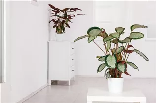 Calathea picturata - Korbmarante Calathea picturata - Korbmarante