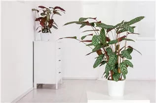 Calathea picturata - Korbmarante Calathea picturata - Korbmarante