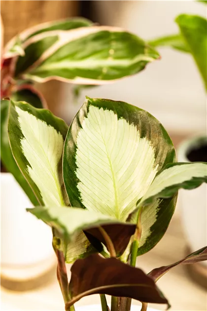 monstera thai constellation groß Monstera variegata 'Thai Constellation' D12 – Secret Garden Plant Shop