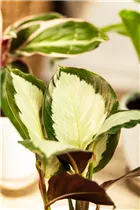 Calathea picturata - Korbmarante Calathea picturata - Korbmarante