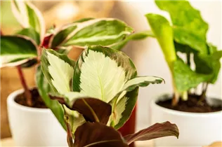 Calathea picturata - Korbmarante Calathea picturata - Korbmarante