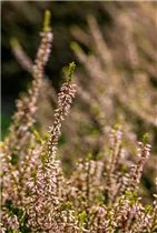 Calluna vulgaris Gardengirls® 'Theresa' - Winterharte Knospenheide Gardengirls® 'Theresa'