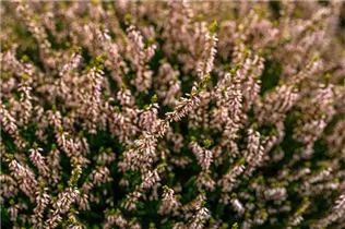 Calluna vulgaris Gardengirls® 'Theresa' - Winterharte Knospenheide Gardengirls® 'Theresa'
