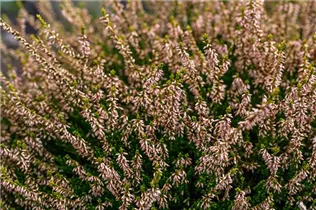 Calluna vulgaris Gardengirls® 'Theresa' - Winterharte Knospenheide Gardengirls® 'Theresa'