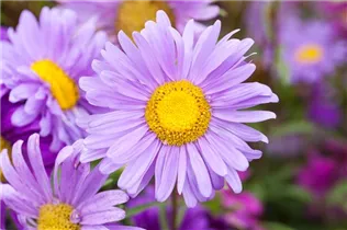 Callistephus chinensis 'Liliput' - Gartenaster 'Liliput'