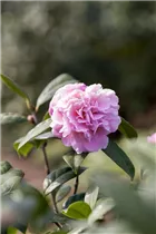 Camellia japonica 'El Dorado' - Kamelie 'El Dorado'