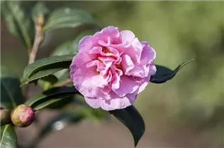 Camellia japonica 'El Dorado' - Kamelie 'El Dorado'