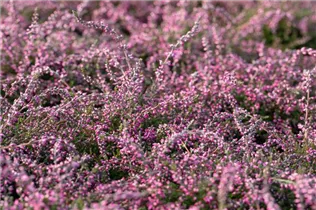Calluna vulgaris Rasta Girls® - Winterharte Knospenheide Rasta Girls®