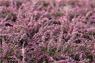 Calluna vulgaris Rasta Girls® - Winterharte Knospenheide Rasta Girls®