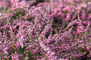 Calluna vulgaris Rasta Girls® - Winterharte Knospenheide Rasta Girls®