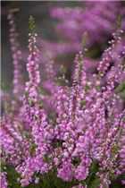 Calluna vulgaris 'Red Favorit'® - Besenheide 'Red Favorit'® Calluna vulgaris 'Red Favorit'® - Besenheide 'Red Favorit'®