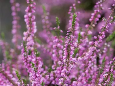 Calluna vulgaris 'Red Favorit'® - Besenheide 'Red Favorit'® Calluna vulgaris 'Red Favorit'® - Besenheide 'Red Favorit'®