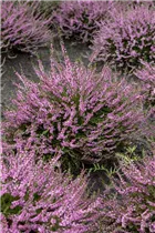 Calluna vulgaris 'Red Favorit'® - Besenheide 'Red Favorit'® Calluna vulgaris 'Red Favorit'® - Besenheide 'Red Favorit'®