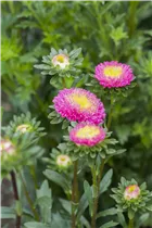 Callistephus chinensis 'Pompon' - Gartenaster 'Pompon'