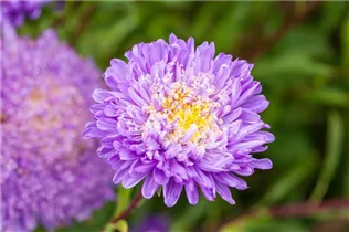 Callistephus chinensis 'Pompon' - Gartenaster 'Pompon'