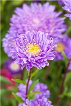 Callistephus chinensis 'Pompon' - Gartenaster 'Pompon'