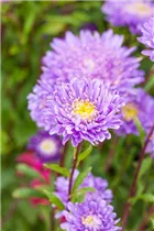 Callistephus chinensis 'Pompon' - Gartenaster 'Pompon'