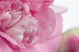 Camellia japonica 'Francine' - Kamelie 'Francine'