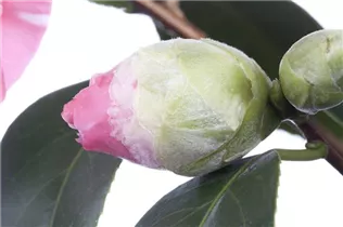Camellia japonica 'Francine' - Kamelie 'Francine'