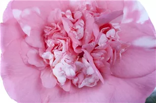 Camellia japonica 'Francine' - Kamelie 'Francine'