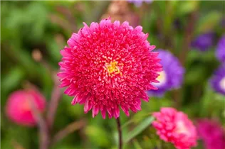 Callistephus chinensis 'Prinzess' - Gartenaster 'Prinzess'