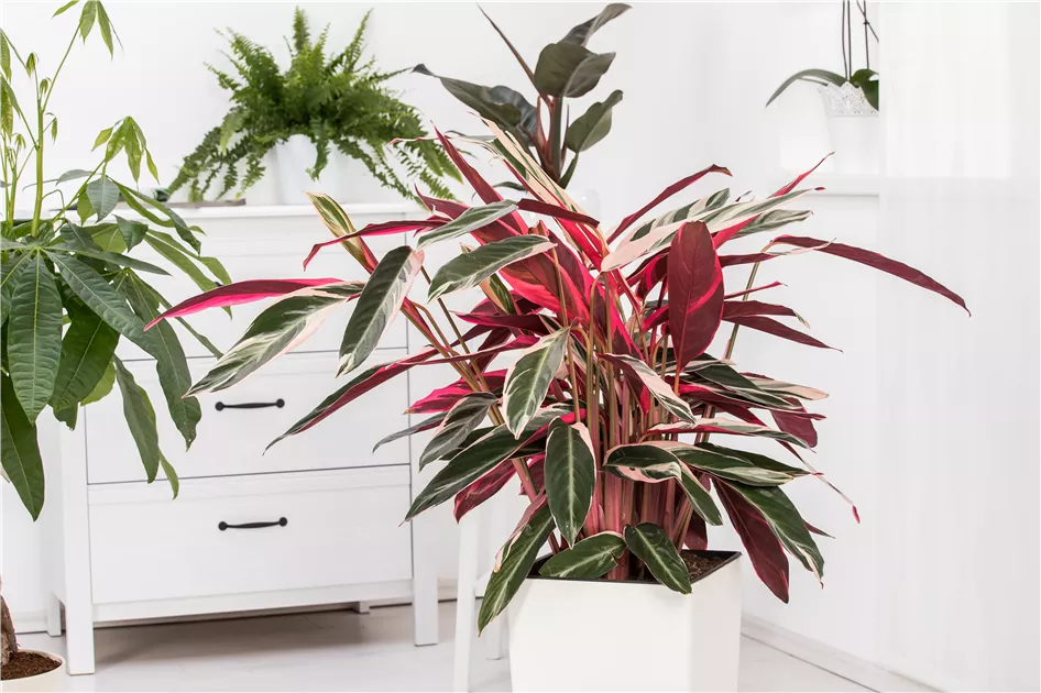 dracena hawaii Natural plants - Dracaena Hawaiian Sunshine main image 0