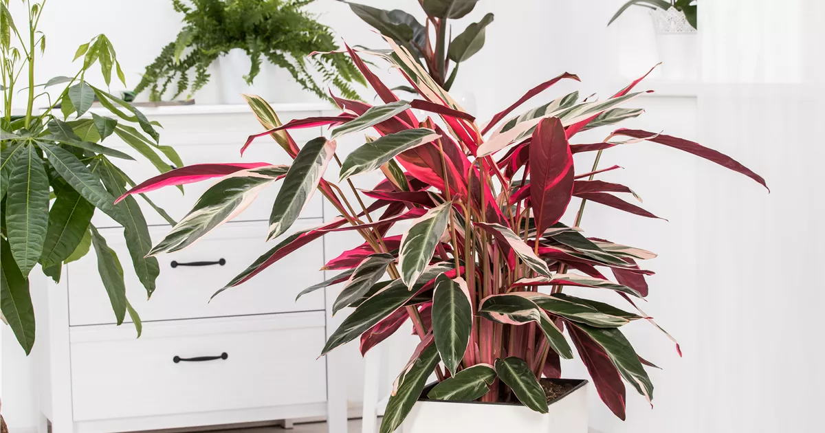 Korbmarante, Calathea 'Triostar'