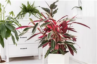 Calathea 'Triostar' - Korbmarante Calathea 'Triostar' - Korbmarante