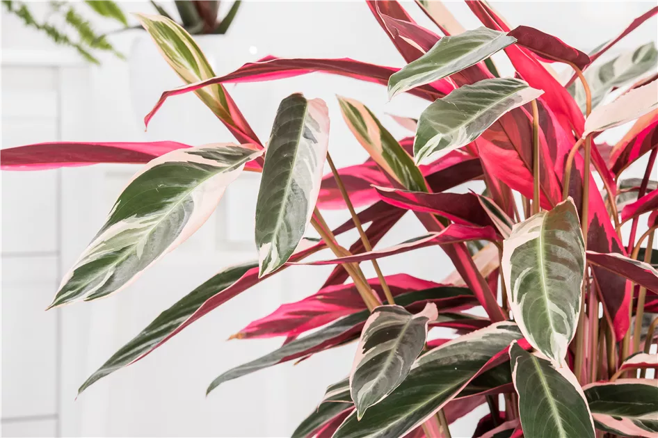 Korbmarante, Calathea 'Triostar'