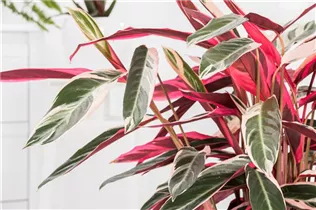 Calathea 'Triostar' - Korbmarante Calathea 'Triostar' - Korbmarante