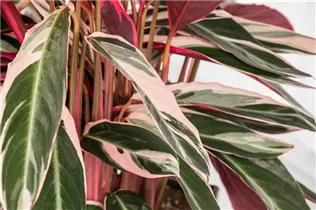 Calathea 'Triostar' - Korbmarante Calathea 'Triostar' - Korbmarante