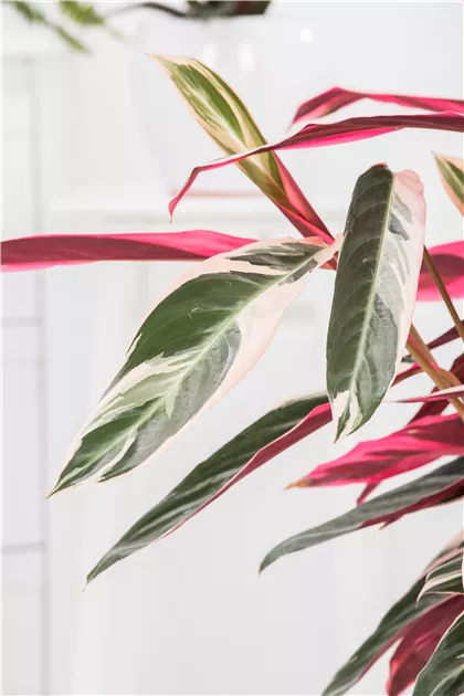 Korbmarante, Calathea 'Triostar'