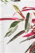 Calathea 'Triostar' - Korbmarante Calathea 'Triostar' - Korbmarante