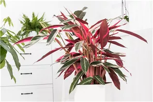 Calathea 'Triostar' - Korbmarante Calathea 'Triostar' - Korbmarante