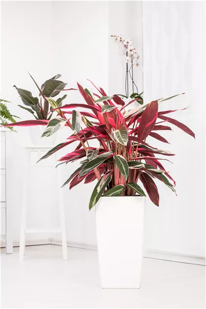 mini elefantenfuß Elefantenfuß – Robuste Zimmerpflanze bestellen – MO BLUMEN main image 1