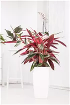 Calathea 'Triostar' - Korbmarante Calathea 'Triostar' - Korbmarante