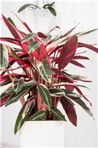 Calathea 'Triostar' - Korbmarante Calathea 'Triostar' - Korbmarante