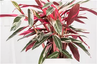 Calathea 'Triostar' - Korbmarante Calathea 'Triostar' - Korbmarante