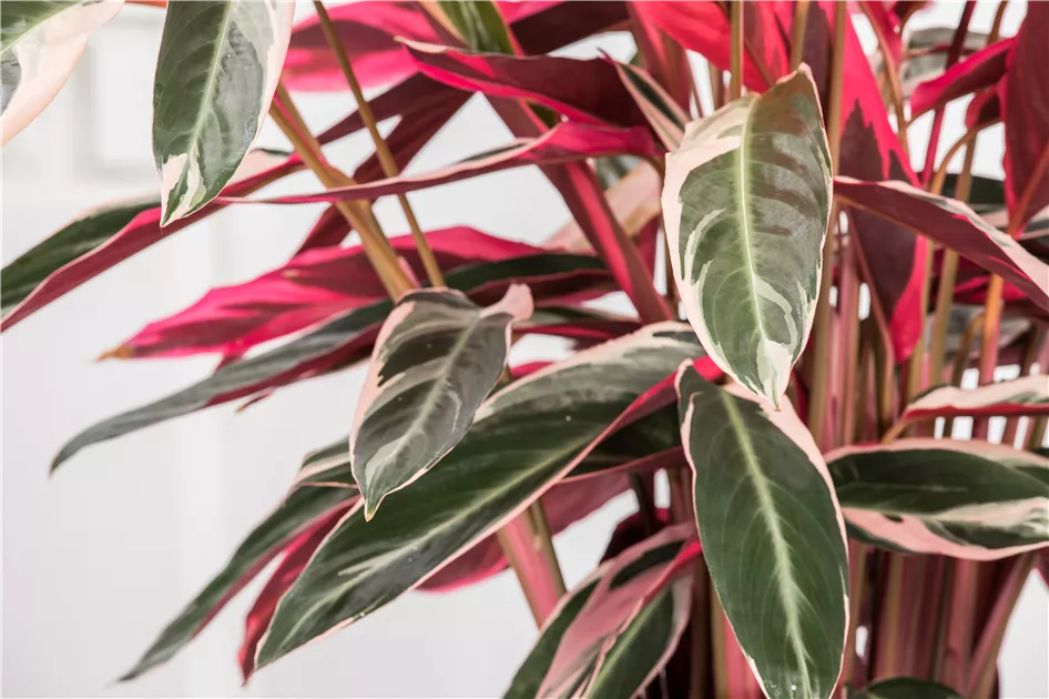 Korbmarante, Calathea 'Triostar'