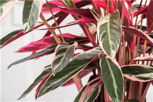 Calathea 'Triostar' - Korbmarante Calathea 'Triostar' - Korbmarante