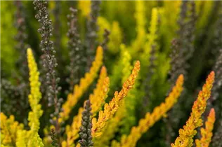Calluna vulgaris Sunset Girls® - Winterharte Knospenheide Sunset Girls®