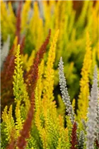Calluna vulgaris Sunset Girls® - Winterharte Knospenheide Sunset Girls®