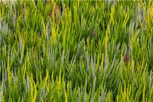 Calluna vulgaris Sunset Girls® - Winterharte Knospenheide Sunset Girls®