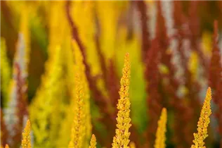 Calluna vulgaris Sunset Girls® - Winterharte Knospenheide Sunset Girls®