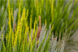 Calluna vulgaris Sunset Girls® - Winterharte Knospenheide Sunset Girls®