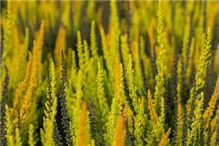 Calluna vulgaris Sunset Girls® - Winterharte Knospenheide Sunset Girls®