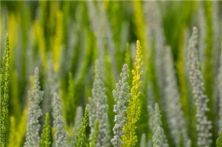 Calluna vulgaris Sunset Girls® - Winterharte Knospenheide Sunset Girls®