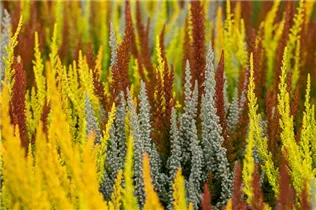 Calluna vulgaris Sunset Girls® - Winterharte Knospenheide Sunset Girls®