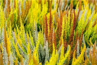 Calluna vulgaris Sunset Girls® - Winterharte Knospenheide Sunset Girls®