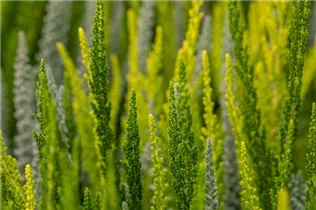 Calluna vulgaris Sunset Girls® - Winterharte Knospenheide Sunset Girls®